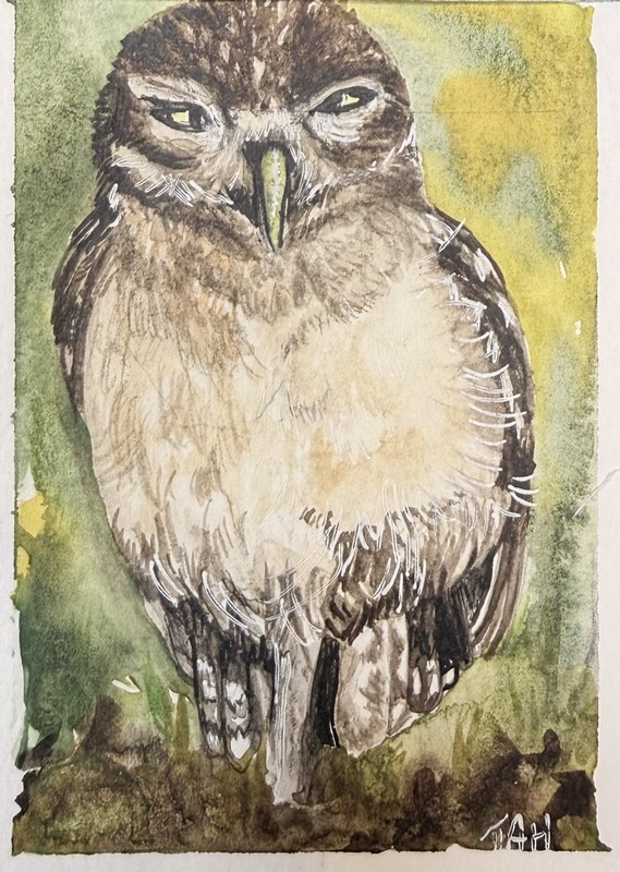 Tracey A Hunnewell Original Signed OOAK 'Burrowing Owl' Watercolor ACEO 2026