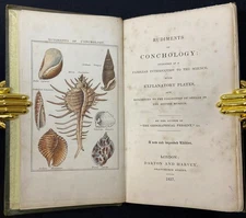 1837 RUDIMENTS OF CONCHOLOGY Natural History HAND COLORED SHELL PLATES Antique