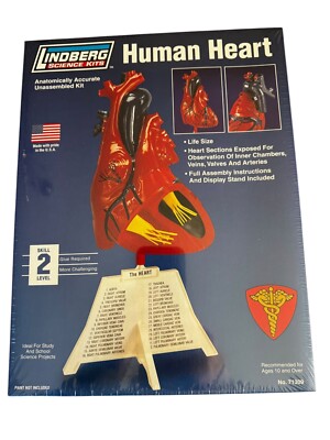 Lindberg Human Heart Anatomically Accurate Correct Plastic Science Model Kit