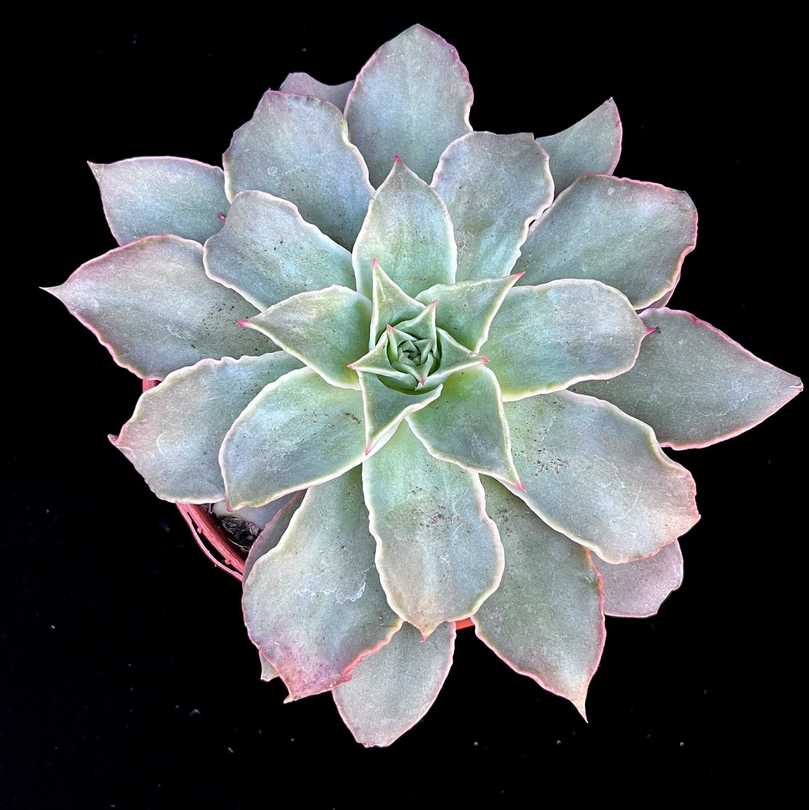 Picture 1 of 7