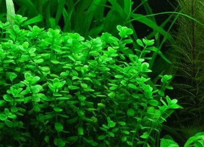 75 REAL Bacopa Monnieri SEEDS - Aquarium Aquatic Pond Plant Brahmi Water Hyssop