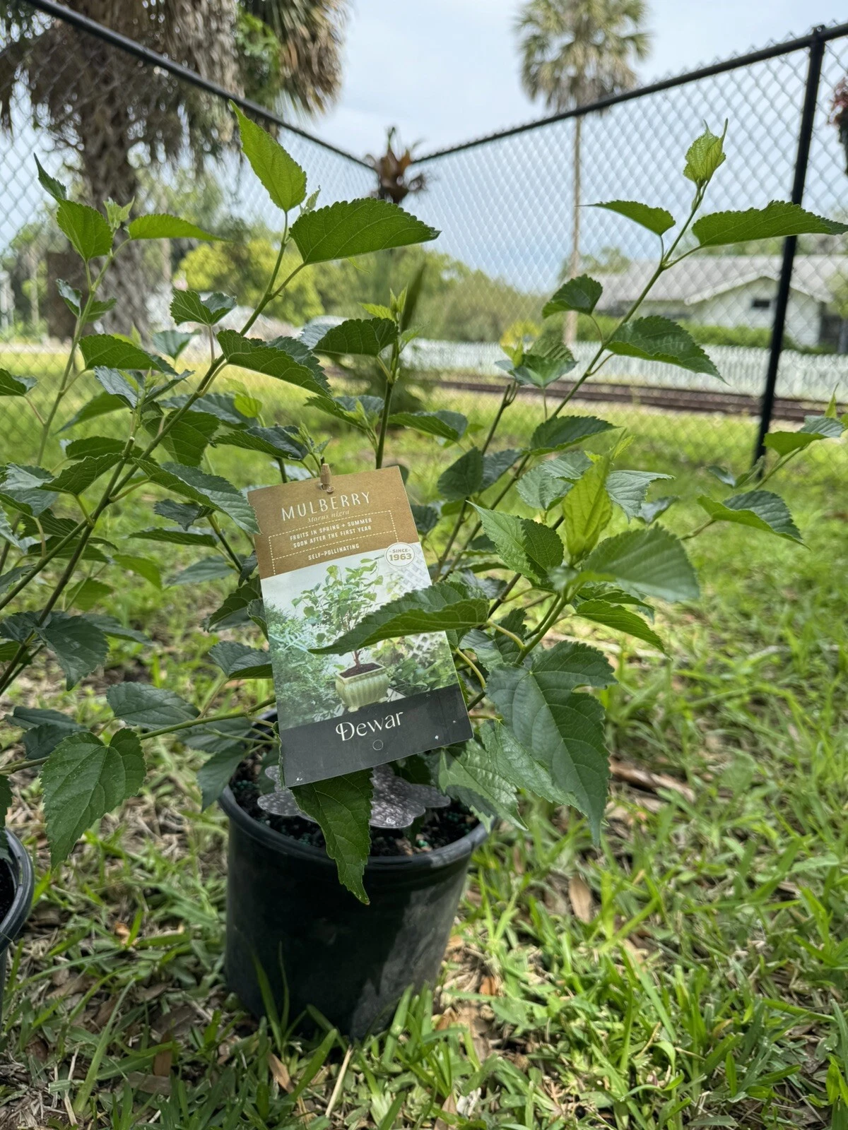 Mulberry organic bonsai tree