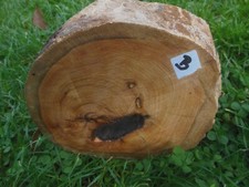 Baumscheibe Pflaumenholz ,Holzscheibe Holzkante geschliffen  Durchm. 16 cm