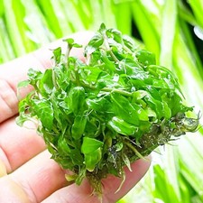 Live Aquarium Plants Staurogyne Repens Portion Bag Tissue Culture Midground