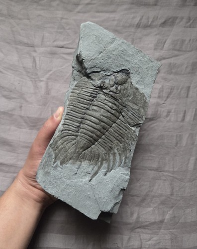 Very Rare Arctinurus Boltoni Trilobite Partial Fossil Rochester Shale New York