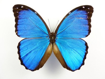 Morpho menelaus occidentalis Männchen