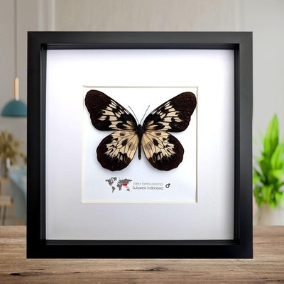 Gerahmter Sulawesi Baum-Nymphe Schmetterling: schwarz & weiß Insektenkunst (10'' x 10'')
