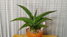 Sansevieria hybrid (S. 'Bandipur' x  S. pinguicula)