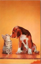 Postcard animal dog - Beagle puppy and cat nose to nose - Lovers