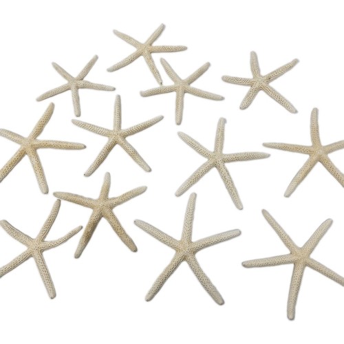 12 Beautiful White Finger Starfish 5-6" Beach Wedding Coastal Decor Arts Crafts