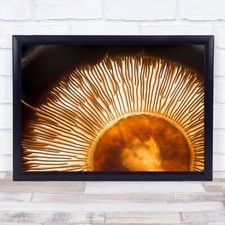 Portobello Mushroom Champignon Vegetable Food Sun Light Sunrays Wall Art Print