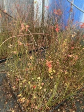 Flat Of Acer Palmatum Seedlings W/O The Flat 