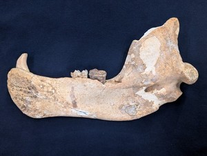 Cave bear Jaw fossil, Ursus Spelaeus, With Repair Work See Pics