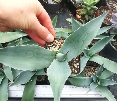 Agave Ovatifolia Frosty Blue Whale's Tongue Century Plant Sukkulente succulent