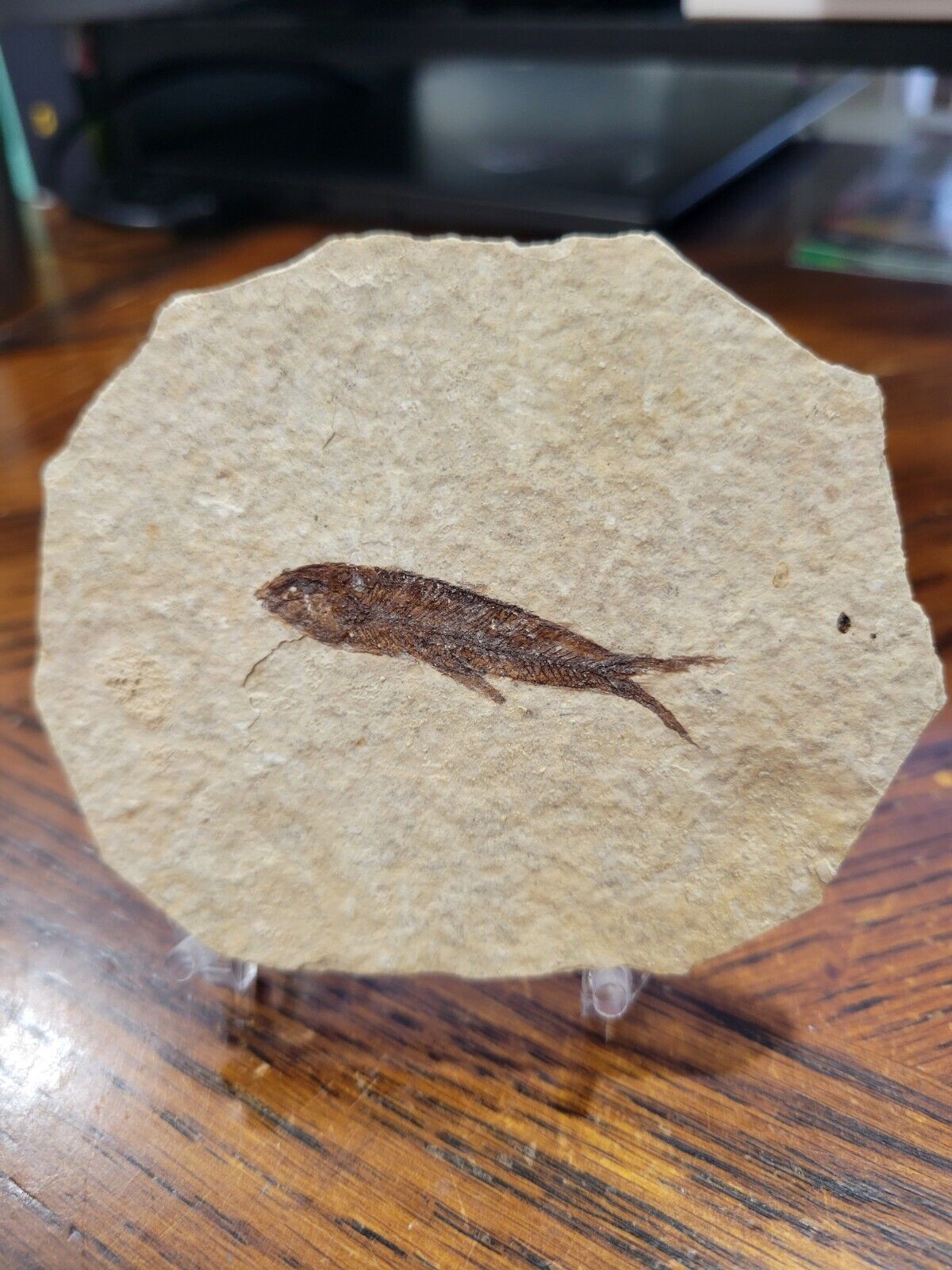Fossil of a vertebrate fish, on stand