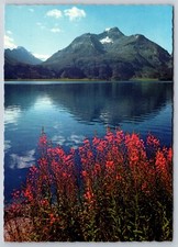 Lake Sils Oberengadin Switzerland Vintage Postcard Flowers Mountains