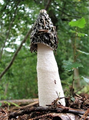 Foto 6x4 Stinkhornpilz, Brede High Woods Chitcombe Der gemeine Stinkho c2011