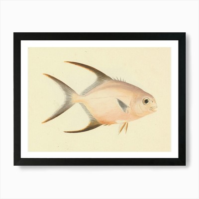 Unbekannter Fisch, Luigi Balugani 3 gerahmte Wandbilder Poster Leinwanddruck Bild