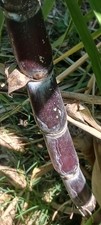 FRESH ORGANIC HEIRLOOM BLACK SUGARCANE TWO CUTTINGS