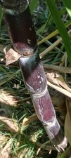 *FRESH ORGANIC HEIRLOOM BLACK  SUGARCANE TWO CUTTINGS  !*