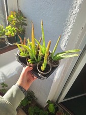 Aloe Vera Succulent Plant Medicinal