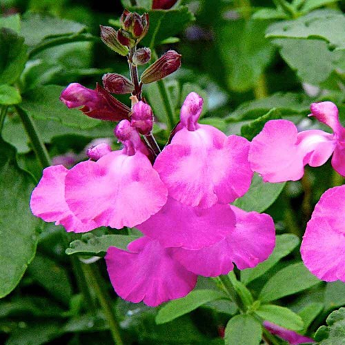 PERENNIAL SALVIA PLUG PLANTS PICK + MIX PAY ONLY ONE POSTAGE COST MIXED FLOWERS - Picture 73 of 88