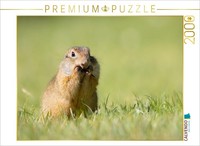 Calvendo Puzzle Gopher Nibbles | 2000 Pieces, Finished Size 35.4 × 26.4 In (90 ×