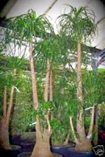 SAMEN ELEFANTENFUSS bizarre palmenartige Pflanze, toll