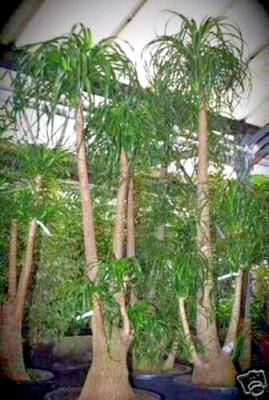 glücksfeder groß Glücksfeder (Zamioculcas zamiifolia) kaufen main image 1