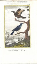 Stampa antica UCCELLI RAMPICHINO BRUNO e CIANERPE Buffon 1835 Antique print
