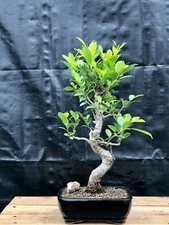 Ficus Retusa Bonsai Tree 12"H Curved Trunk Style Indoor Banyan Fig Great Gift