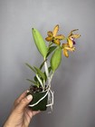 NEW! Unreleased 2027 Cattleya (Slc. Katherine Clarkson x Lc. Black Jack) 11671 — photo 10