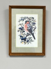 Vintage 1977 Framed C.F. Tunnicliffe Bullfinch Bird Print Art 185