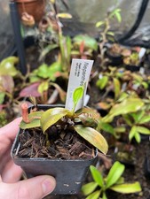 Nepenthes Rajah x Mollis