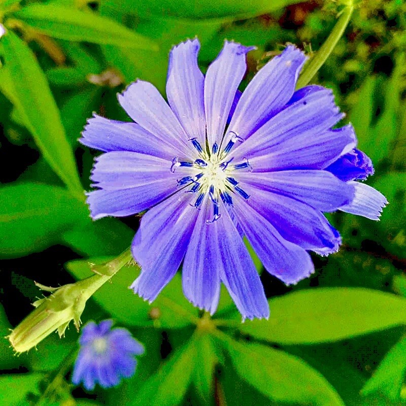 その他 chiory 500 Chicory Seeds / Blue/ Perennial/Coffee Subst/Flowers/free