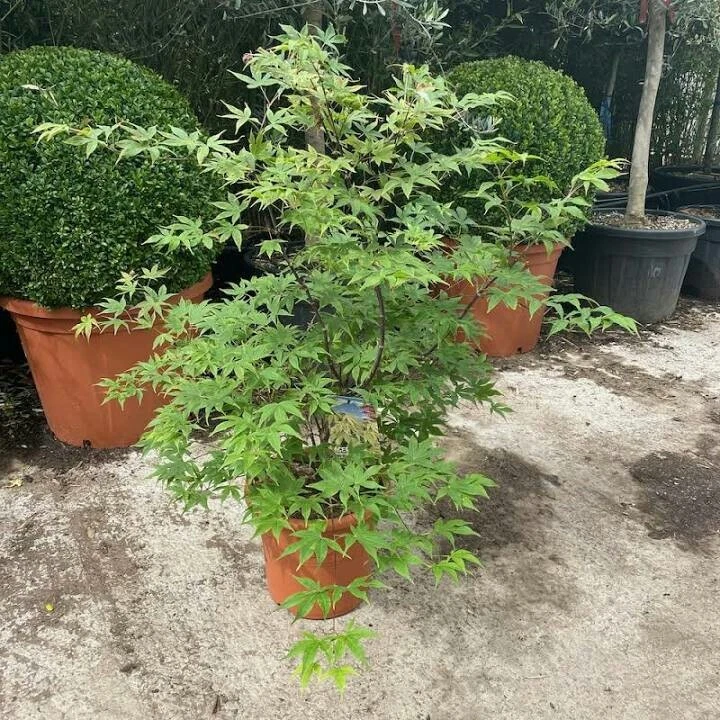 10 Seeds Japanese Green Maple Tree bonsai rare plant for home Garden - Image 2 of 3