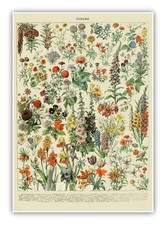 FB02 FLOWERS VINTAGE BOTANICAL A2 POSTER PRINT