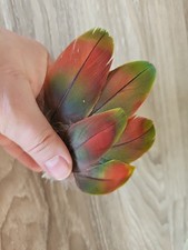 7 x blau grün rote💚💙❤️ Vogelfeder Papageienfeder Feder Papagei Ara bastel