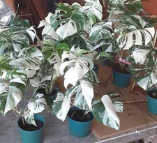 Variegated Monstera Albo - Extra White High Variegation Cuttings & Rooted Plants