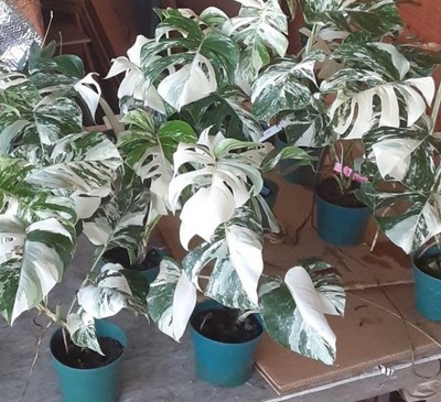 amazon olivenbaum kaufen Künstlicher Olivenbaum 120 cm günstig online kaufen