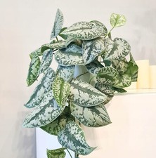 Scindapsus Pictus Exotica Trebie - Trailing House Plant - Evergreen in 13cm Pot