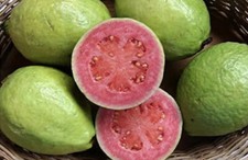 Pink Guava Seeds Easy Fruit Garden Fresh Grow TX USA Free Shipping Organic