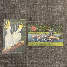 Linen Postcards Miami, FL~ Cockatoos, Flamingos & African Crane At Parrot Jungle