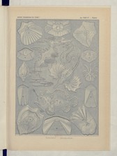 Arte de pared reimpresión brillante Haeckel Calcispongiae esponjas calcáreas vintage 1904