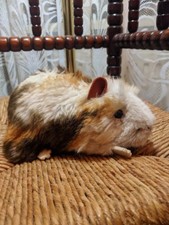 Steiff Ginny Guinea Pig 071911 2251/18 1990 Squeaker