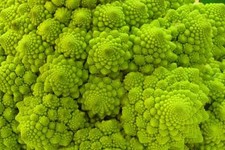 300 Graines de Chou Romanesco Méthode BIO seeds plantes rare légumes ancien