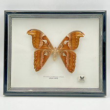 ATLAS MOTH Framed Shadow Box Mounted Attacus silhetica atlas  9
