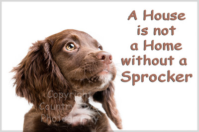 sprocker gifts