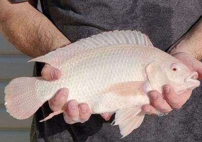 Aquaponics with koi fish VAC Library