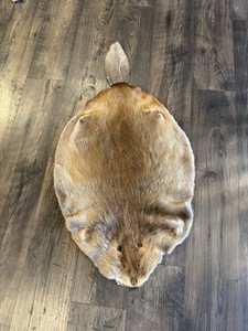 Taxidermy Beaver Rug With Tail Tanned Wall Hanger Display Nice Condition!